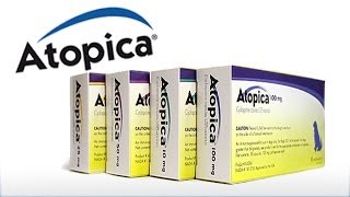 Atopica for Dogs \u0026 Cats (Atopica Dermatitis)