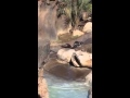 LA Zoo Giant Otters