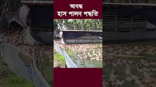 আবদ্ধ হাস পালন পুকুর এবং হাসের ঘর একসাথে  #uddokta #duck #হাসপালন