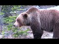 big beautiful grizzly sow first sighting this year