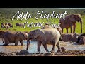 FULL-DAY EXPERIENCE with AMAZING ELEPHANTS OF ADDO ELEPHANT NATIONAL PARK, South Africa 4K travel