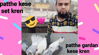 पट्ठे grdaan कैसे kren||पट्ठे कैसे सेट करें ||muazzam pigeon lover