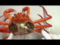 strange organ inside the crab crab dissection