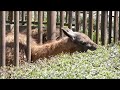 【ラマ】新し仲間がやってきた🦙（アンコ君＆タイヤキちゃん）　2023 3 28　とべ動物園