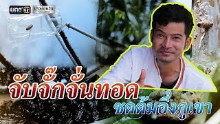 ข่าวช่องวันเสาร์อาทิตย์ : จับจั๊กจั่นทอด ซดต้มอึ่งภูเขา | ข่าวช่องวัน | one31