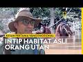 PETUALANGAN MENYUSURI HABITAT ASLI ORANG UTAN KALIMANTAN | NATIONAL GEOGRAPHIC INDONESIA