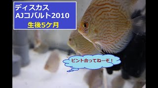 ディスカス AJコバルト2010 第二ロット 20231101