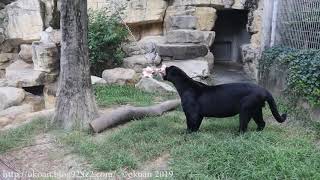 王子動物園のジャガー　アトス（♂）