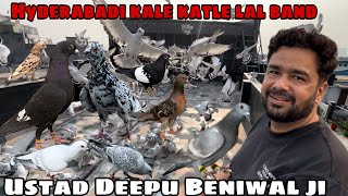 Party Ustad Babbi,moujud ustad Deepu beniwal ji ke 600 Hyderabadi LalBand Ghagre Kale katle kabutar