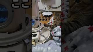 【shorts】俺の落ち着く場所はここ😸いい感じだ〜😽#猫 #日常 #猫のいる暮らし #shorts