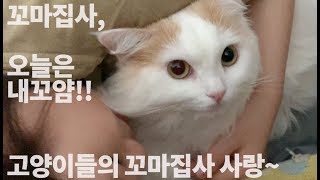 [ENG] 질투쟁이 고양이들, 꼬마집사 곁은 내가 지킨다옹~~