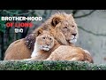 Brotherhood Of Lions - हिन्दी डॉक्यूमेंट्री | Wildlife documentary in Hindi