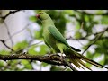 Funny Talking Ringneck Parrot Compilation🦜 Sound 30 Minutes Parrot eating Bread Parrot Caling Sound🦜