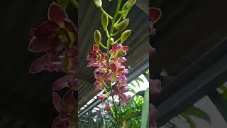 Anggrek Dendrobium Bertachong