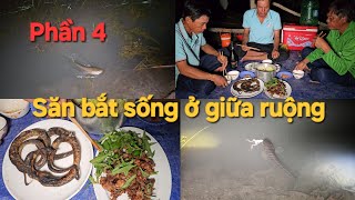 1247 l 48h Săn bắt sống ở giữa ruộng mùa nước nổi P4