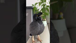 ভাইরাল শালিক পাখি সবাই দেখে যাবেন। #funnybirds #funny