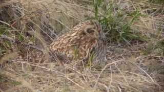 コミミズク、だるまさんだね～　Asio flammeus．