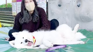 自分の体の大きさを勘違いしている犬が可愛い過ぎました…w【サモエド】