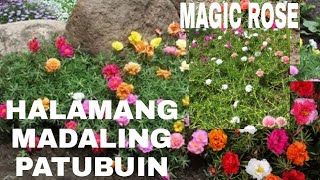 MAGIC ROSE, HALAMANG MADALING ITANIM,PAANO MAGTANIM