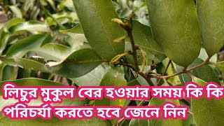 লিচুর মুকুল বের হওয়ার সময় কি কি পরিচর্যা করতে হবে জেনে নিন,  look for tactics to help ease the way