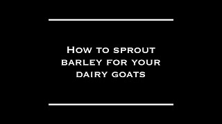 Sprouting Barley for your Dairy Goats