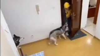 Smart Husky receives delivery food for owner and close door