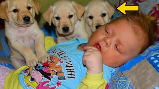 Dad Adopts 3 Puppies For His Paralyzed Son. What Happens Next STUNNED Everyone!