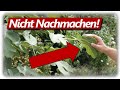 5 Fehler beim Feigen Anbau vermeiden! | Feigenpflanzen erfolgreich ohne Probleme anbauen