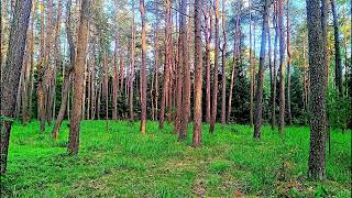 Forest Birdsong is the SECRET to Boosting Your Mood! Nature Sounds