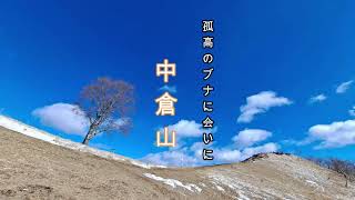 孤高のブナに会いに　中倉山（足尾）