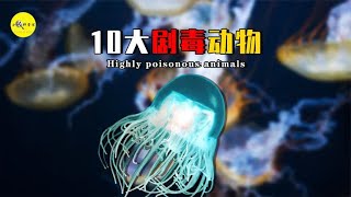 盘点地球上10种剧毒生物，黑曼巴上榜，最后一个碰一下都能致命