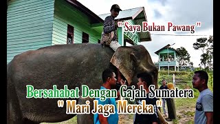 Bikin Merinding, Persahabatan Gajah Dengan Manusia | Mari Lindungi Mereka,