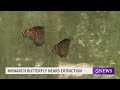 Monarch Butterfly added to international endangered species list