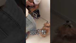 [ポメラニアン犬]シャンプー後のドライヤーで必ずとる行動