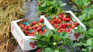 How I Grow Sweet/Juicy Strawberries 🍓