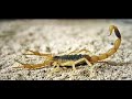 The World's Most Poisonous Scorpion Deathstalker Scorpion