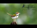 SOUND of Common Tailorbird [Bird calls] [Indian birds] [Bird sounds] #bird_calls
