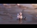 2016 piper official trailer hd disney pixar