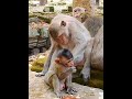 Actively baby Monkeys enjoy playing with sibling #shorts #monkeyvideo #monkeys #animals #babymonkey