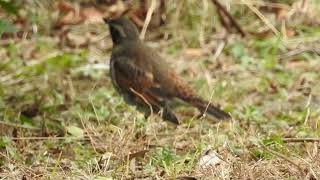 二子玉川公園　野鳥観察図鑑　鶫　ツグミ　2022年1月10日