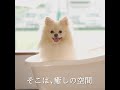 【施設紹介】 the dog hotel 大阪 豊中 ペットホテル