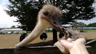 ダチョウの餌やり