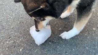 【豆柴】産まれて初めて雪(氷)を見た子犬の反応【散歩】The reaction of the puppy who saw the snow for the first time