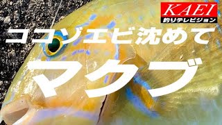 ココゾエビ沈めてマクブ！ストロングスタイル釣行