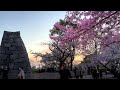 fukuoka castle sakura festival 2024 “phantom castle tower” cherry blossom spots in japan