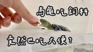 🐢斑龜吃飯日常｜烏龜伸懶腰太可愛、吃不到飼料還用眼神求救🥺｜斑龜QQ VLOG01