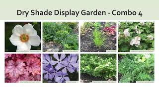 Plant Combinations for a Dry Shade Garden