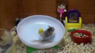 crazy hamsters playing!