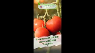 [Kannada] TOMATO Organic Result From Our Farmers