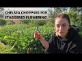 Chelsea Chopping Perennials for Extended Flowering on the Flower Farm